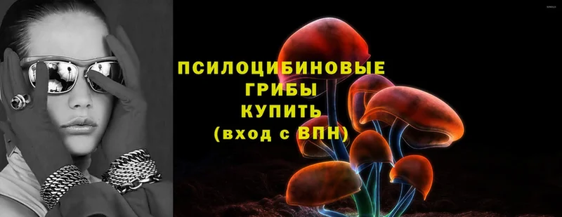 Псилоцибиновые грибы Cubensis  Княгинино 